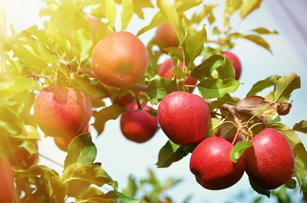 Mogna äpplen på trädet — Stockfoto
