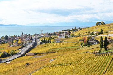 Lavaux üzüm bağları