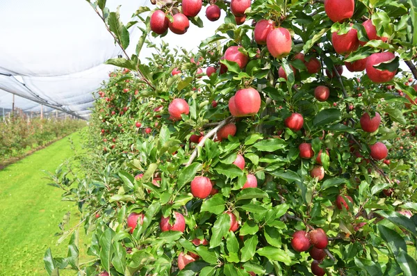 Reife Äpfel — Stockfoto