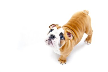 köpek wihte arka plan bakmak