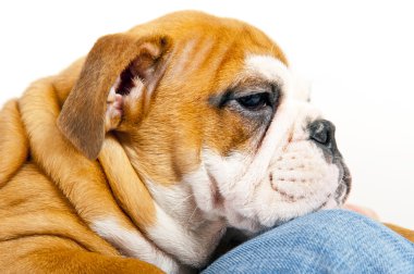 köpek wihte arka planda