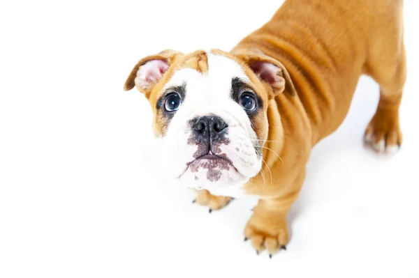 Hund im Hintergrund schaut auf — Stockfoto