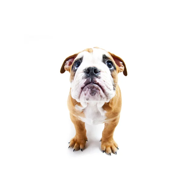 köpek wihte arka plan bakmak