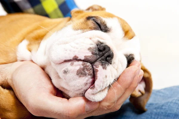 Pies na ludzką ręką spanie — Zdjęcie stockowe