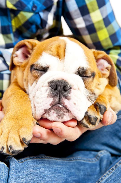 Hund på mänsklig hand sovande — Stockfoto