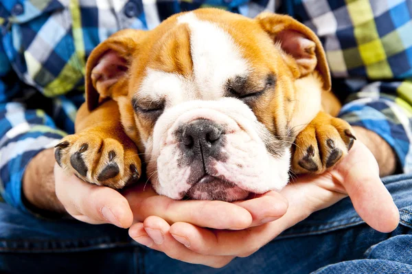 Hund på wihte bakgrunden med svans — Stockfoto