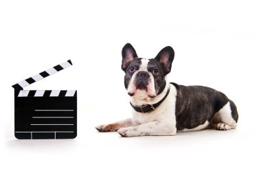 Beyaz arka plan üzerinde film köpekle gürlemesi