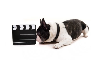 Beyaz arka plan üzerinde film köpekle gürlemesi