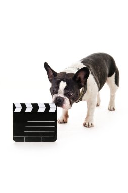 Beyaz arka plan üzerinde film köpekle gürlemesi