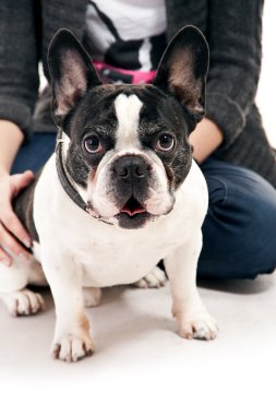 kadın köpeğini iskambil ile