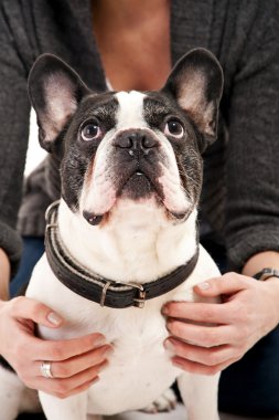 kadın köpeğini iskambil ile