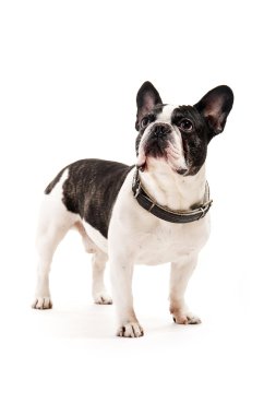 beyaz zemin üzerinde Bulldog aramak
