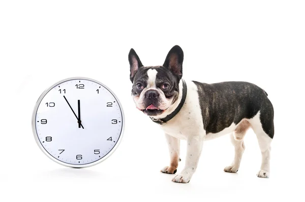 Beyaz arka plan üzerinde büyük saat ile köpek