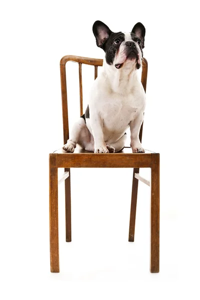 Bulldog på vit bakgrund lokalisering i stol — Stockfoto