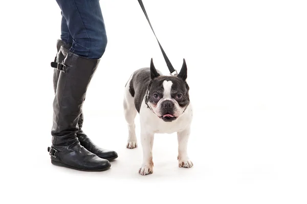 Woman with her dog on leash over white background — Stock Photo, Image