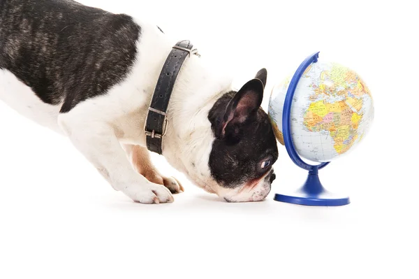 Σκυλί με παγκόσμιο χάρτη πάνω από το λευκό φόντο — Φωτογραφία Αρχείου