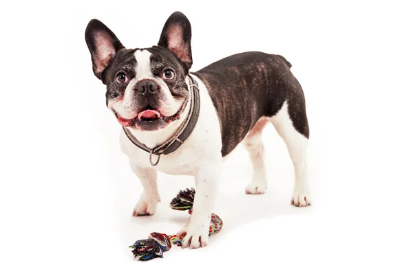 Hond met zijn speeltje op witte achtergrond — Stockfoto