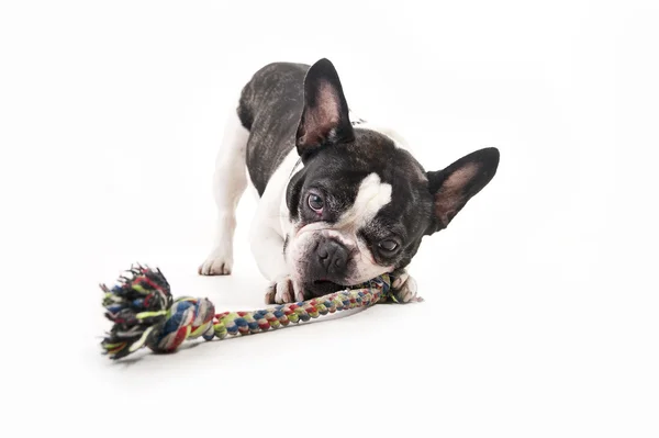 Собака с игрушкой на белом фоне — стоковое фото