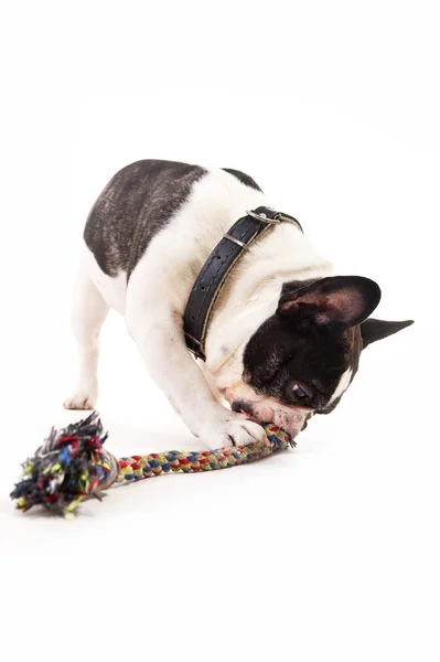 Hund med sin leksak på vit bakgrund — Stockfoto