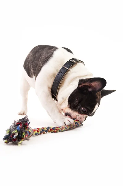 Cão com seu brinquedo no fundo branco — Fotografia de Stock