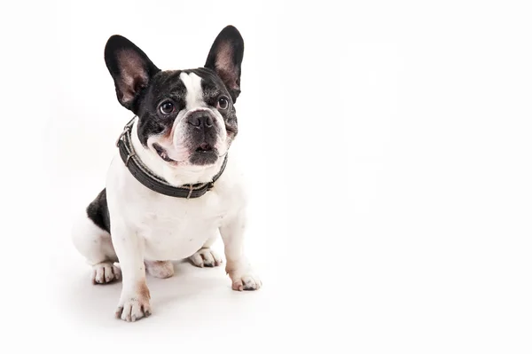 Bulldog on white background — Stock Photo, Image