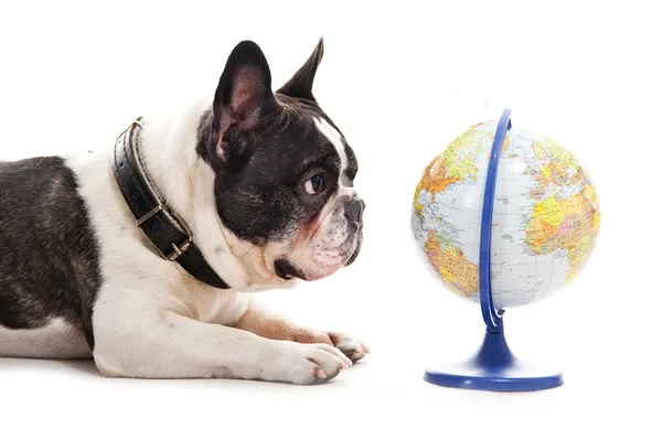 Hond met de kaart van de wereld op witte achtergrond Stockfoto