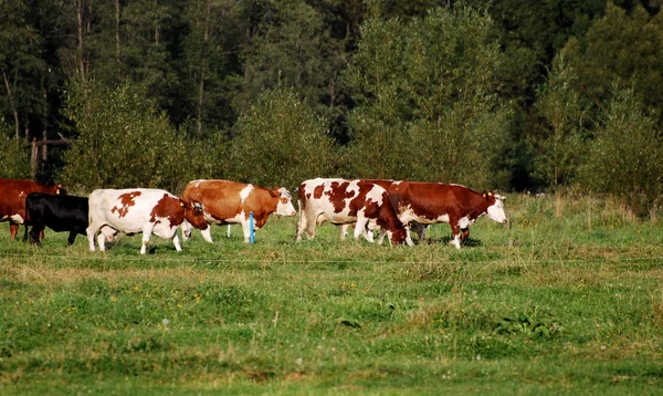 Inek ve çim — Stok fotoğraf