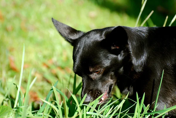 Cão preto — Fotografia de Stock