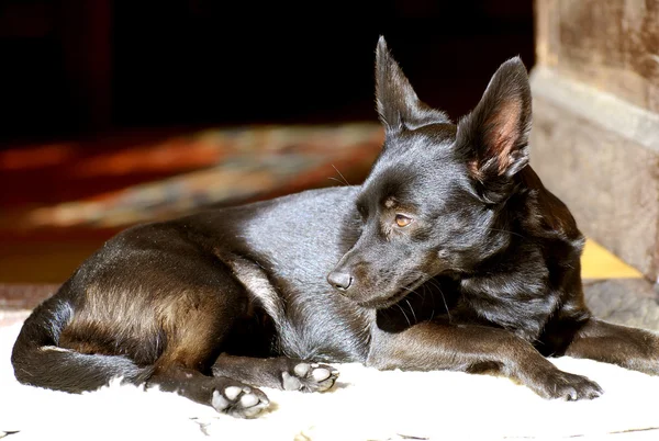 Cão preto — Fotografia de Stock