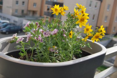 Balkon kutularında dekoratif bitkiler