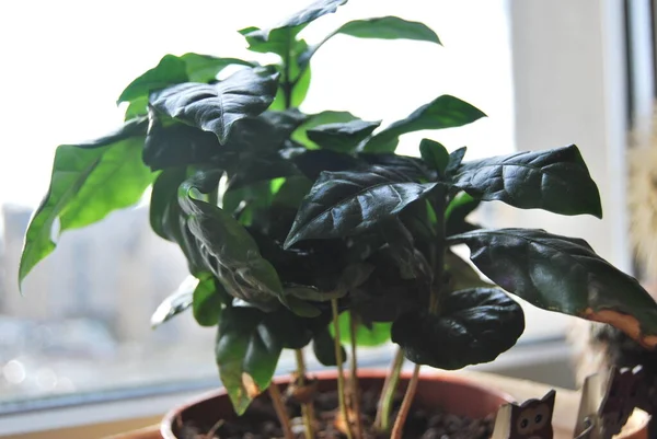 Coffee Plant Grown Pot — 스톡 사진