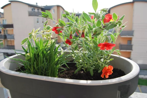 Balkon kutularında dekoratif bitkiler