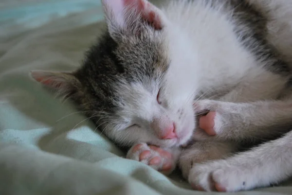 Little Kitten Sleeps Bed — Stock Photo, Image
