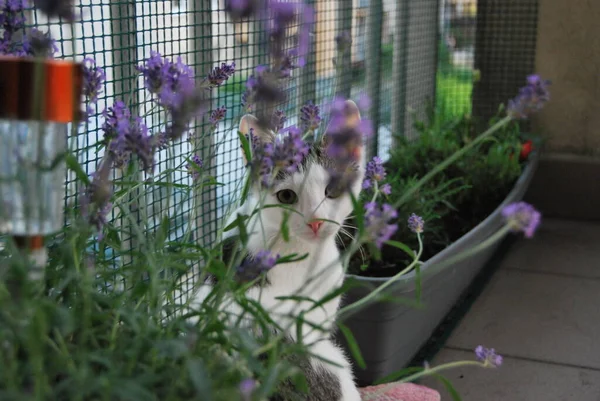 Kedi Lavantanın Arasında Dinleniyor Stok Fotoğraf