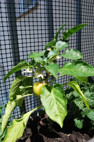 Growing Paprika Balcony Pots — Stock Photo, Image