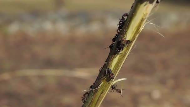 Hormigas arrastrándose sobre una rama — Vídeos de Stock