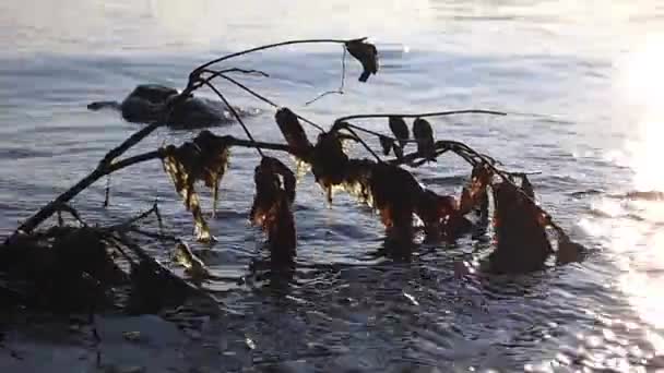 Cisne nadando cerca de rama en agua — Vídeos de Stock