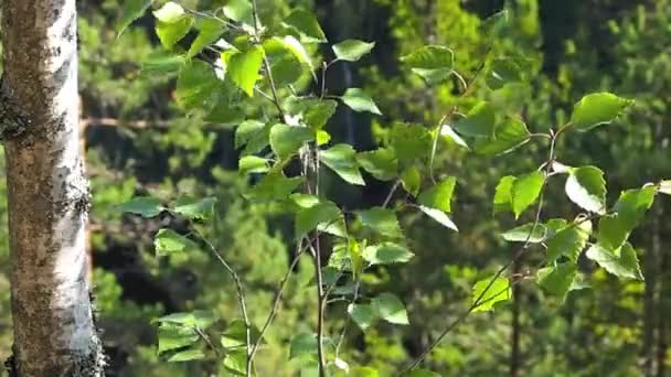 Fond naturel - un bouleau d'été 