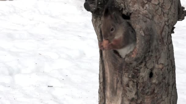 Eichhörnchen frisst Nüsse — Stockvideo