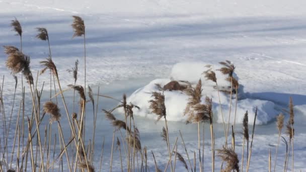 Зимова трава на вітрі — стокове відео