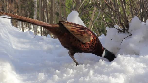 Pheasant in the show — Stock Video