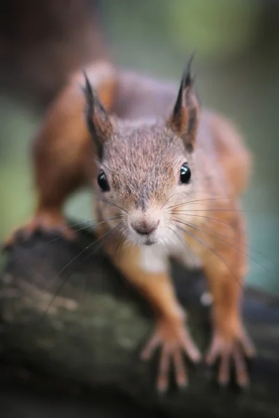 Wiewiórka — Zdjęcie stockowe