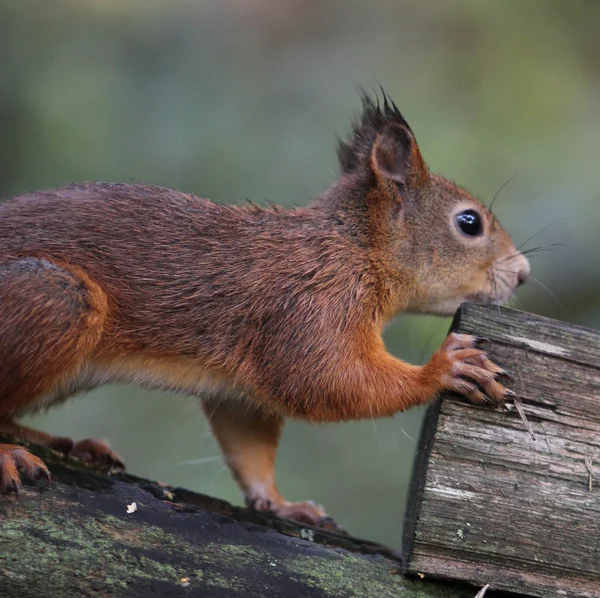 Ardilla — Foto de Stock