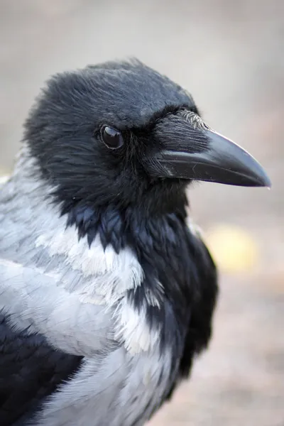 Hooded Crow — Stock Photo, Image