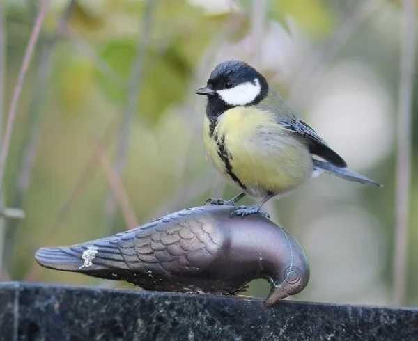 Great Tit on a grave — Stock Photo, Image