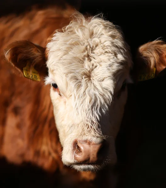 牛の肖像画 — ストック写真