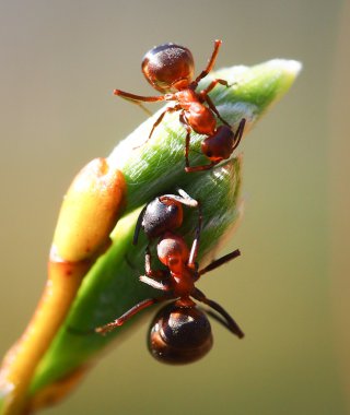 Karıncalar üzerinde bir yaprak