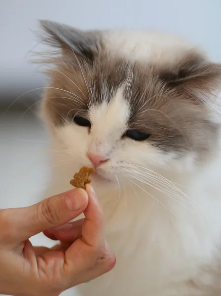 Alimentar al gato —  Fotos de Stock