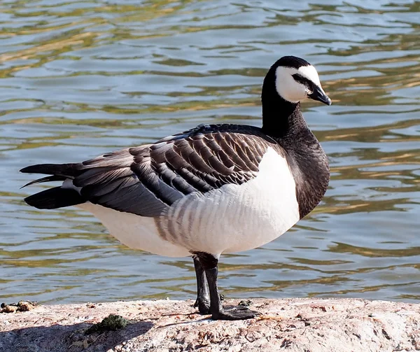 Barnacle Goose — Stock Photo, Image