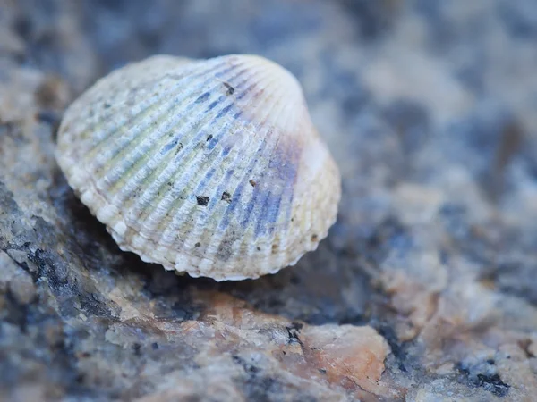 Cáscara marina — Foto de Stock